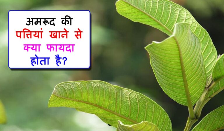 अमरूद की पत्तियां खाने से क्या फायदा होता है? : Guava Leaves Khane Ke Fayde