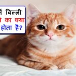 Sapne Me Billi Dekhne Ka Matlab